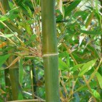 Bamboo oldhamii 'Giant Timber Bamboo'