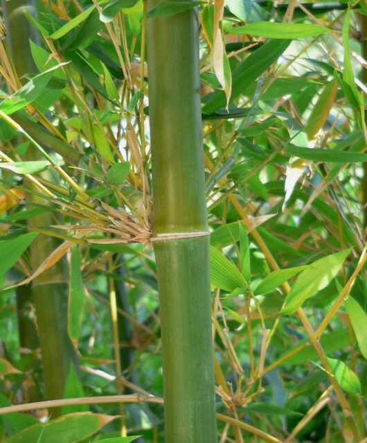 Bamboo oldhamii 'Giant Timber Bamboo'