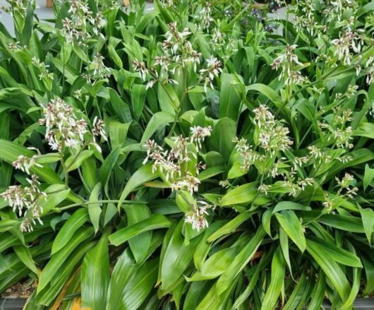 Arthropodium 'NZ Rock Lily'