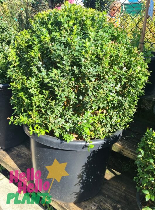 Buxus 'English Box' Topiary Ball 24" Pot