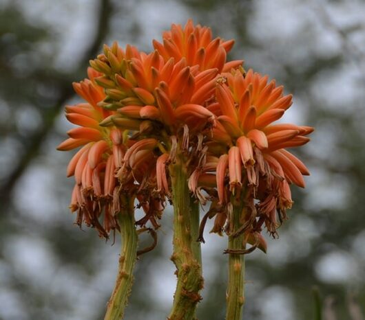 Aloe barberae 'Tree Aloe' 12" Pot