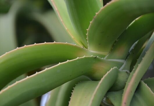 Aloe barberae 'Tree Aloe' 12" Pot