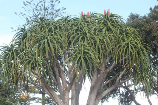 The tree aloe is great in a modern sculptural garden