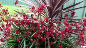 Anigozanthos 'Ruby Velvet™' Kangaroo Paw 6" Pot flowers in a pot in front of a house.