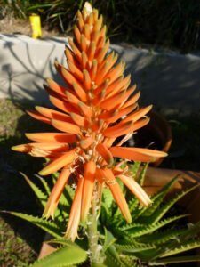 An Aloe 'Gemini' 7" Pot flower in a pot.