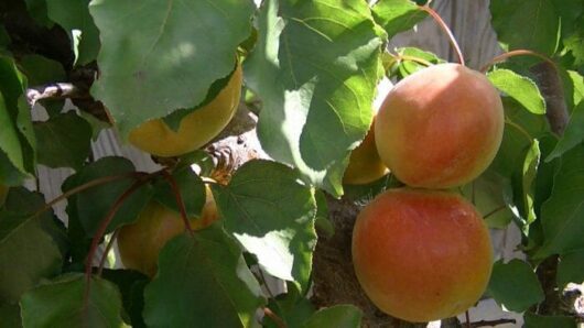 Ripe Prunus 'Moorpark' Apricot 16" Pot (Espaliered) on a tree.