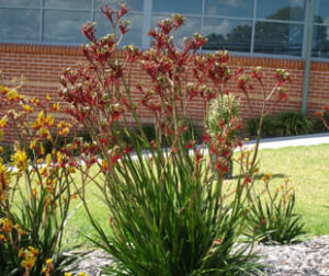 An Anigozanthos 'Regal Velvet™' Kangaroo Paw 7" Pot in front of a building.