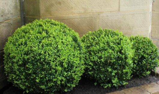 English Box Topiary Balls