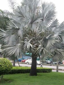A Bismarckia 'Bismarck Palm' 16" Pot with white leaves in the middle of a grassy area.