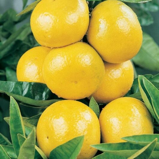 Citrus 'Wheeny' Grapefruit