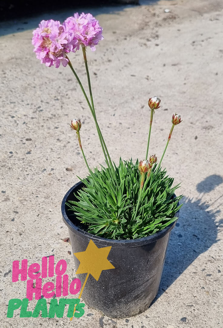 Sea thrift deals