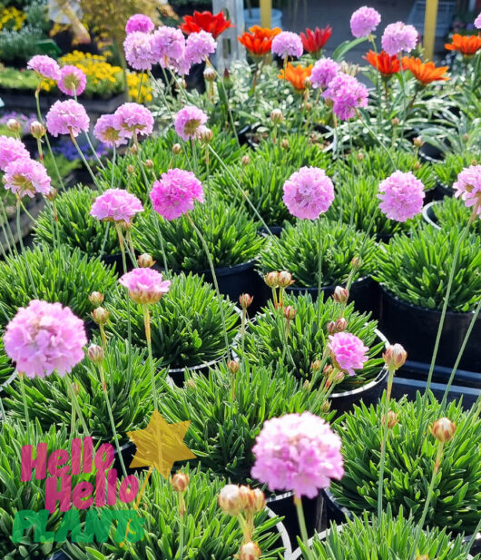 Armeria 'Pink' Sea Thrift