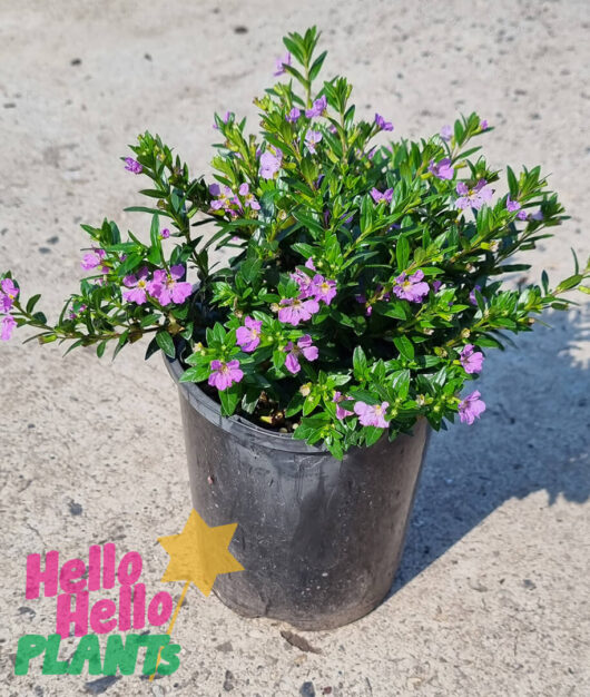 Cuphea 'Mauve' 6" Pot