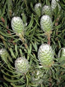 A close up of a Leucadendron 'Purple Haze' with white cones.