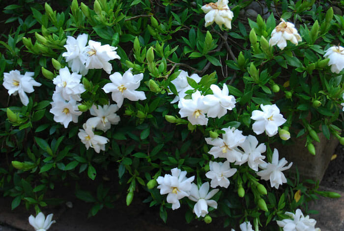 Gardenia radicans deals