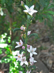 A Philotheca 'Flower Girl' Waxflower 6" Pot with white flowers in the middle of a wooded area.