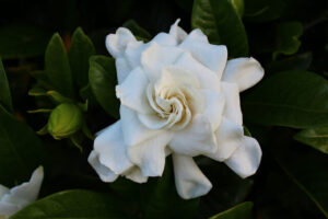 A white Gardenia 'Professor Pucci' 3ft Standard 8" Pot with green leaves.