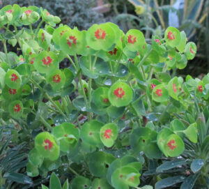 A Euphorbia 'Baby Charm' 6" Pot with red flowers and leaves.