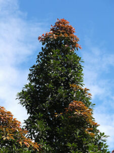 A Elaeocarpus eumundi 'Quandong' 12" Pot with red and orange leaves against a blue sky.