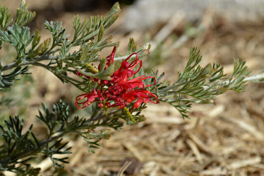 Grevillea 'Seaspray' 8" Pot