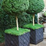 Standards & Topiary