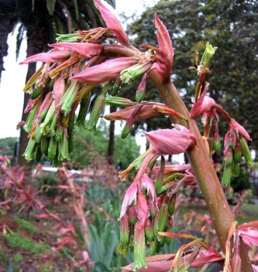 Beschorneria yuccoides Mexican Lily Flower