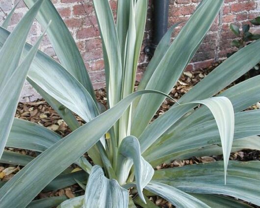 Beschorneria yuccoides Mexican Lily foliage