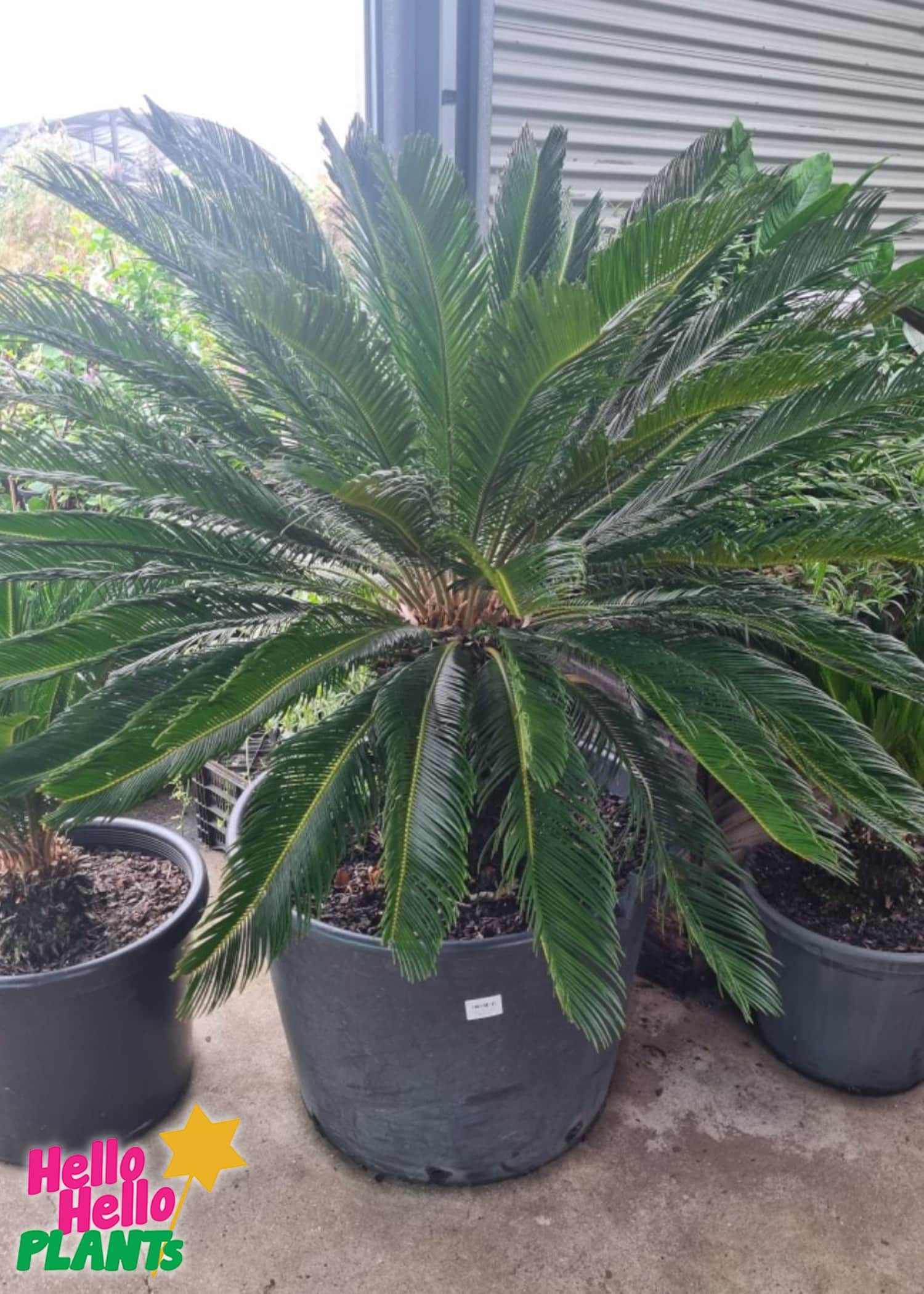 Cycad palm discount