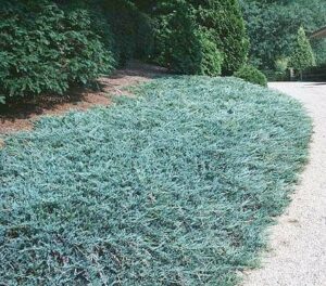 A driveway with a Juniperus 'Blue Rug' Conifer 6" Pot hedge in front of it.