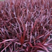 A Cordyline 'Cabernet' 7" Pot with red leaves in a garden.