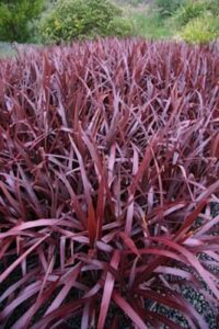 A Cordyline 'Cabernet' 7" Pot with red leaves in a garden.