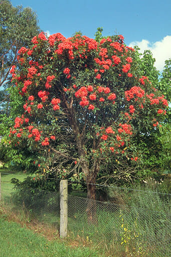 Small Native Tree (up to 4m)