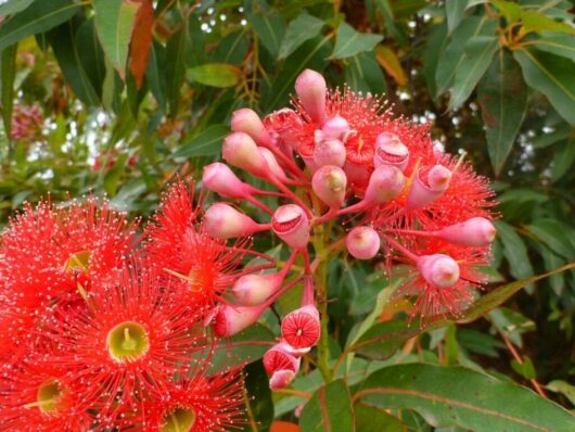 A close-up of red eucalyptus flowers and buds with bright red stamens, growing on a Corymbia 'Red Flowering' Gum tree with green leaves in the background.