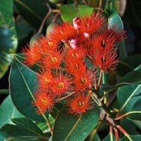 A vibrant red Corymbia 'Red Flowering' Gum with a cluster of red flowers and green leaves.