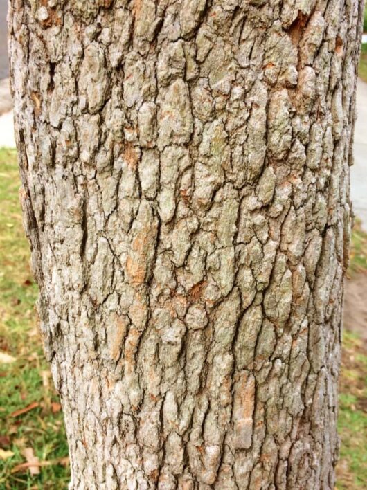 Close-up of a Corymbia 'Red Flowering' Gum trunk showing detailed, rough bark texture.