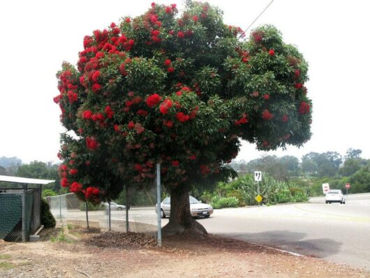 A vibrant Corymbia 'Red Flowering' Gum with dense red blossoms stands by a roadside, with a car passing and a misty background.