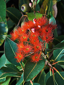 A vibrant red Corymbia 'Red Flowering' Gum with a cluster of red flowers and green leaves.
