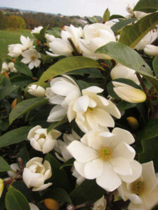 Magnolia 'Cream Fairy' PBR 13" Pot flowers on a bush.