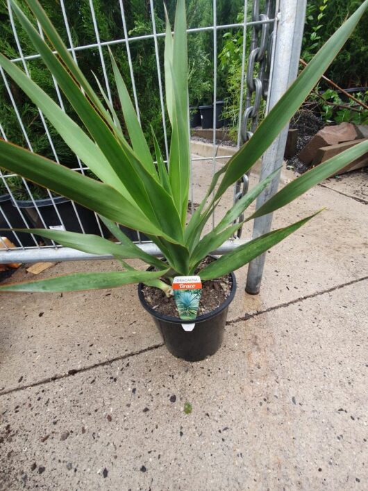 Dracaena 'Dragon's Blood Tree' 8" Pot with long pointed leaves, situated on a concrete surface next to a metal gate.