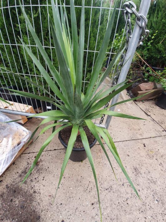 A Dracaena 'Dragon's Blood Tree 12" Pot in a black pot placed on a concrete surface, with a chain-link fence and gardening supplies in the background.