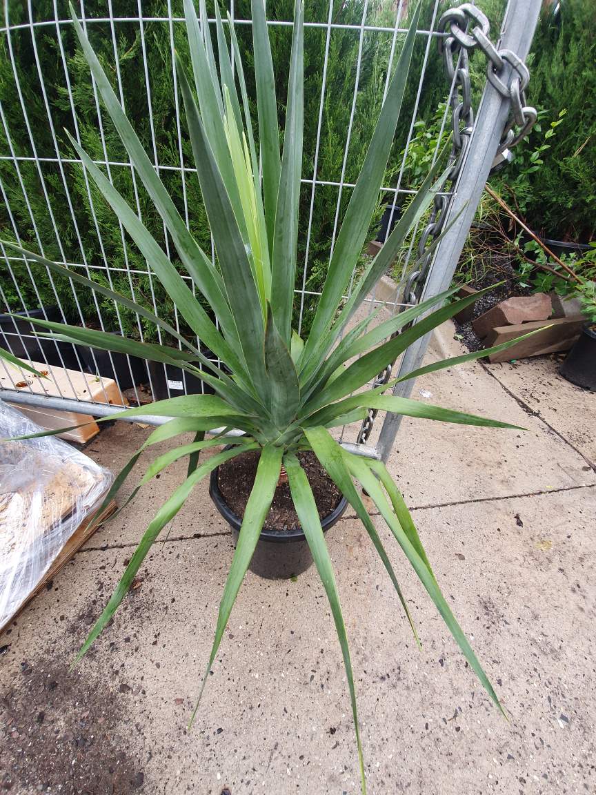 Dracaena Dragon S Blood Tree 12 Pot Hello Hello Plants Garden Supplies