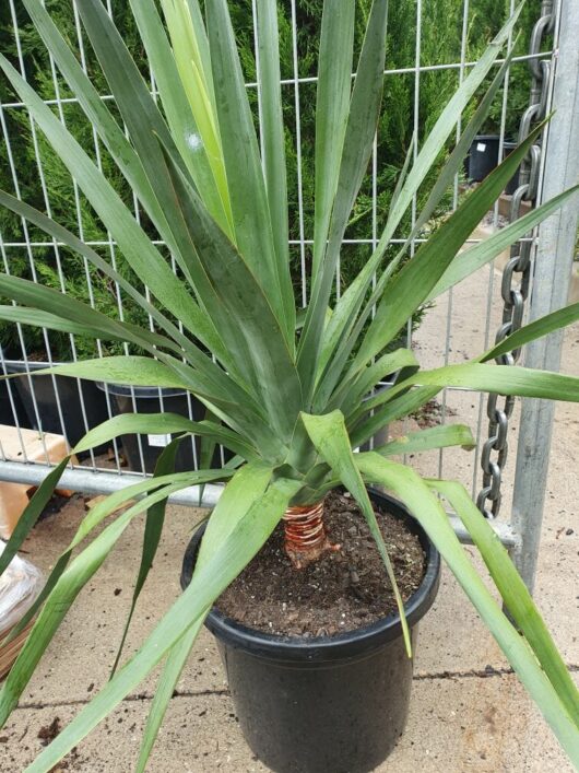 A Dracaena 'Dragon's Blood Tree 12" Pot with long, pointed green leaves in a black pot, positioned near a metal gate with a garden background.