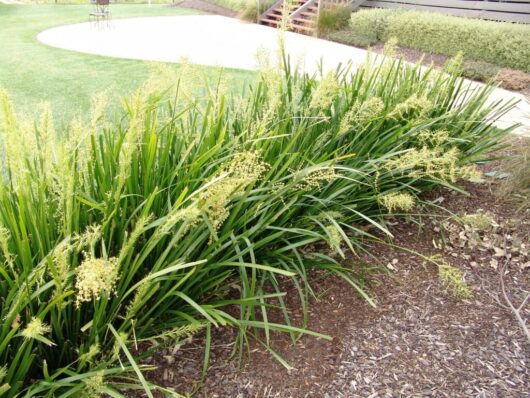 Ornamental Lomandra 'Tropical Bell' 6" Pot grasses with delicate seed heads thriving along a landscaped garden path.