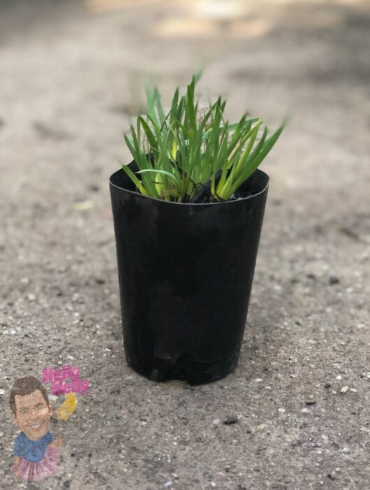 Sisyrinchium 'Devon Skies' *Freshly Potted* @ Hello Hello Plants