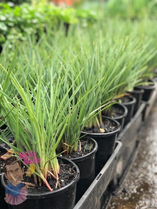 Dianella revoluta Coolvista® 6" Pot @ Hello Hello Plants