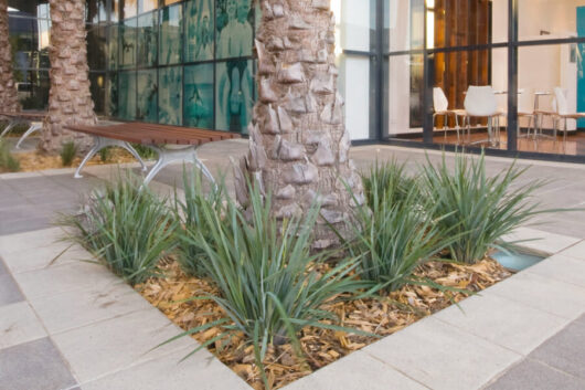 Triangle-shaped garden bed with palm trees, shrubs, and Dianella 'Coolvista™' Flax Lily in 6" pots outside a modern building.