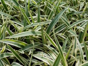 Close-up of densely packed, green, narrow, pointed leaves with white stripes evokes the stunning Dianella 'Silver Streak™' Flax Lily.