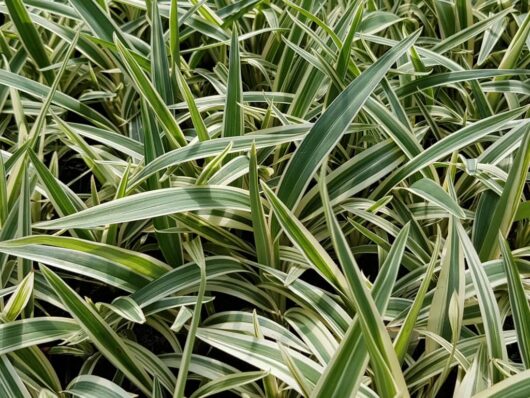 Close-up of densely packed, green, narrow, pointed leaves with white stripes evokes the stunning Dianella 'Silver Streak™' Flax Lily.