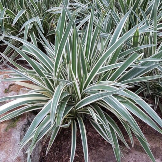 Dianella 'Silver Streak™' Flax Lily
