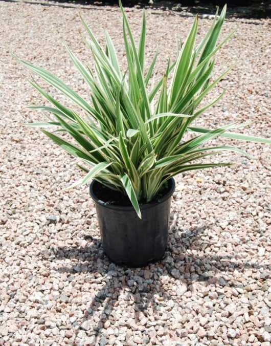 Dianella 'Silver Streak™' Flax Lily 8" Pot